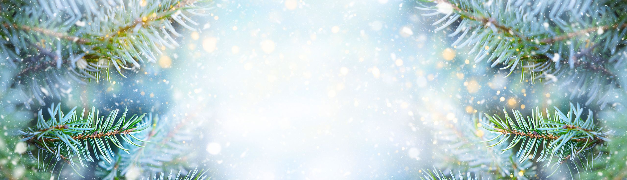 Background image of snowy evergreen branches.